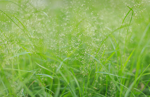 istock Grass Green Close-up In Meadow Garden 502684161