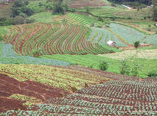 istock Farmland hills ladder 502684275