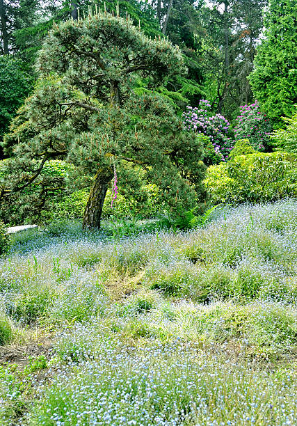 istock Kubota Garden, Seattle 502684333