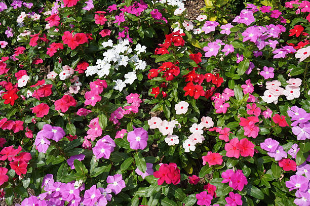 Summer Impatiens Flowers stock photo