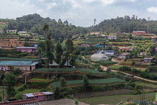 istock agriculture in sri lanka 502684555