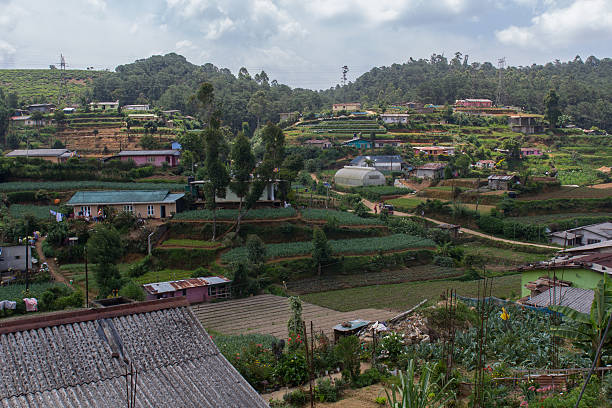 istock agriculture in sri lanka 502684561