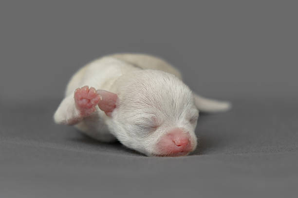 istock Cute pure breed chihuahua puppy 502684783