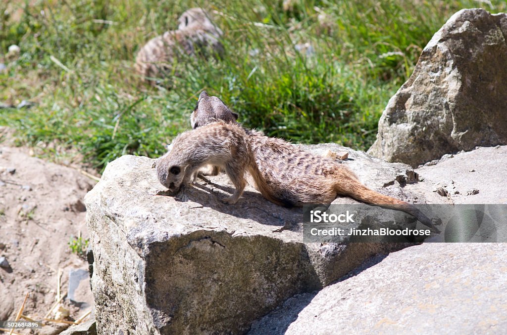 Meerkat images of adult and baby meerkats Animal Stock Photo