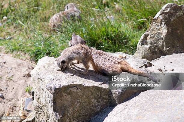 Meerkat Stock Photo - Download Image Now - Animal, Animal Den, Animal Family