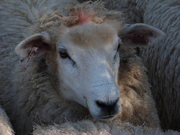 istock The Face of a Romney Ewe 502685411