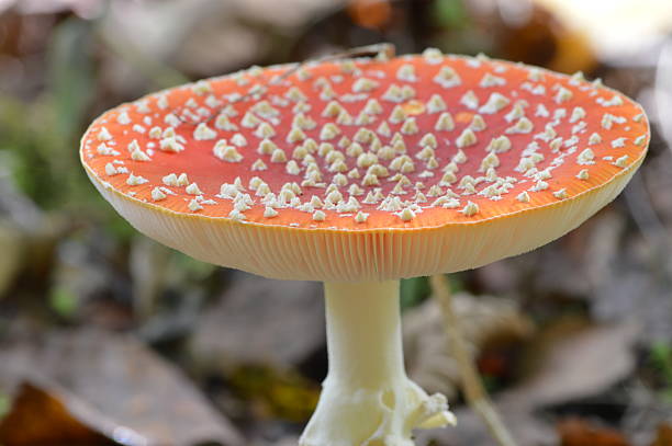 istock Amanita muscaria or Fly Agaric 502685517