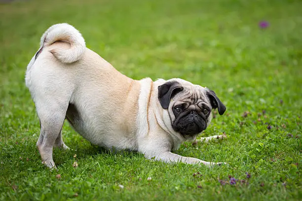 A pug in a meadow in playful mood.