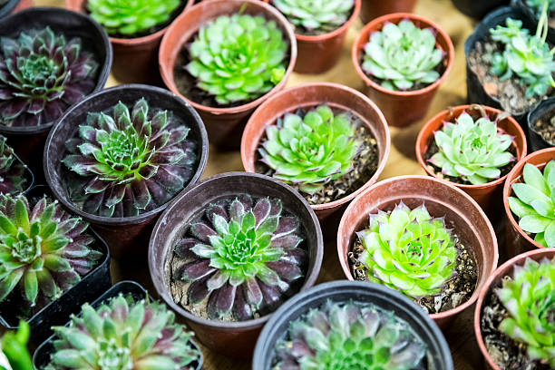 istock Flowers and plants 502685857