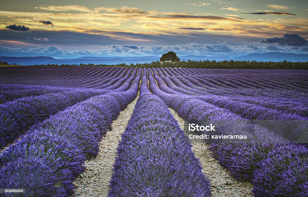 Lavander campos al atardecer - Foto de stock de Campo - Tierra cultivada libre de derechos