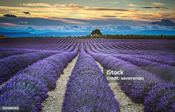 Lavander Fields At Dusk Stock Photo - Download Image Now - Agricultural Field, Lavender - Plant, Lavender Color