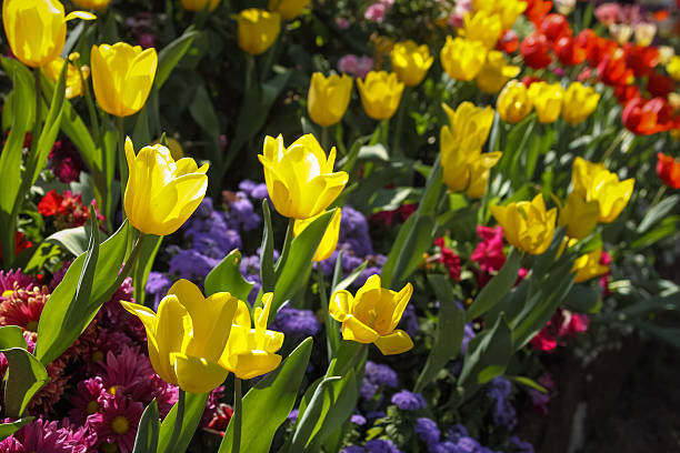 istock Tulips are grown up and exquisite. Parks 502686247