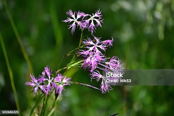 Flowerses Altaya Stockfoto und mehr Bilder von Blau - Blau, Fotografie, Frühling