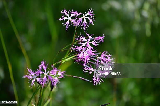 Flowerses Altaya - Fotografias de stock e mais imagens de Ao Ar Livre - Ao Ar Livre, Azul, Dente-de-leão