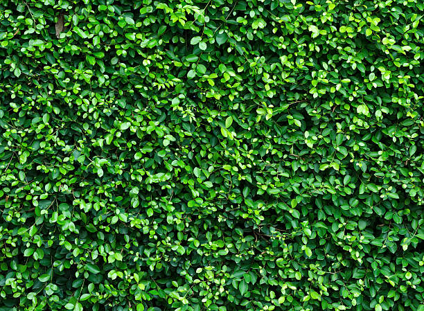 istock Green plant on the wall 502686417