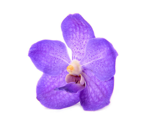 istock beautiful blooming orchid 502686643
