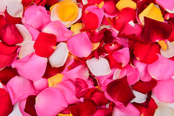 istock colorful rose petal 502686791