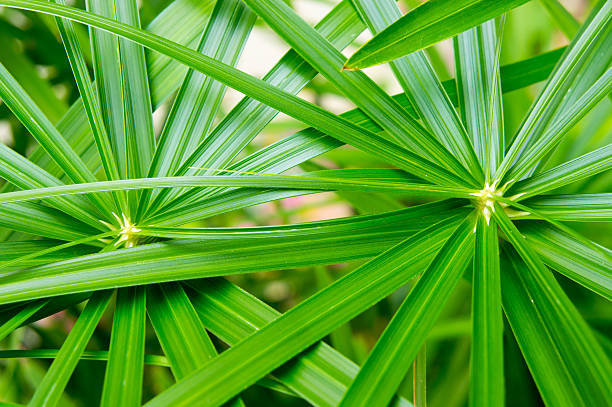 cibora zmienna, cyperaceae, papirus - cibora zdjęcia i obrazy z banku zdjęć