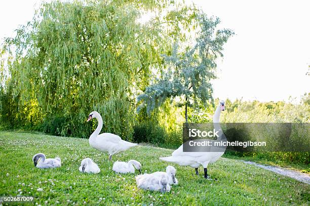Swans - Fotografias de stock e mais imagens de Animal - Animal, Ao Ar Livre, Ave de água doce