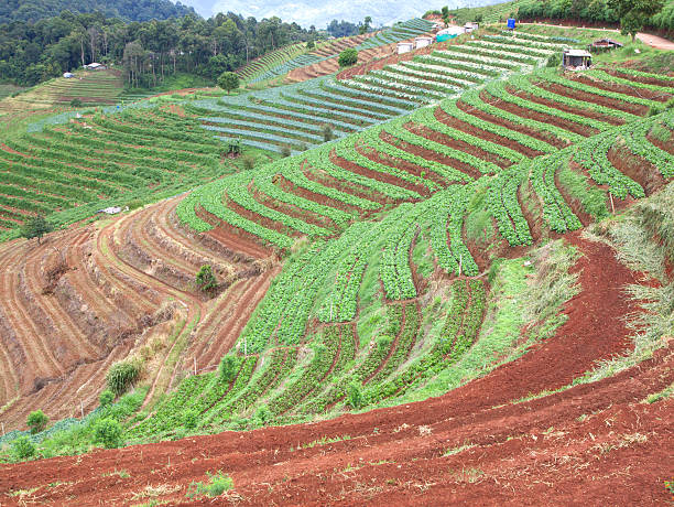 istock Farmland hills ladder 502687025