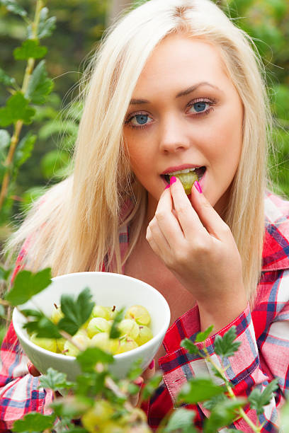 Menina recolher Verão de fruta Groselha verde (espinhosa - fotografia de stock