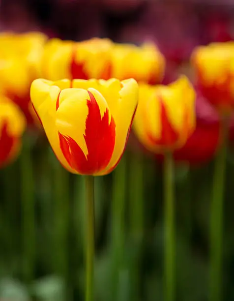 Holland Queen Tulip of yellow and red with blurred background