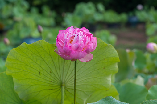 A lotus blooming in a green lotus pond