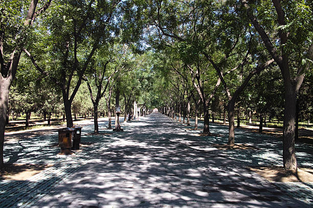 istock The road covered by the shadow of trees 502688489