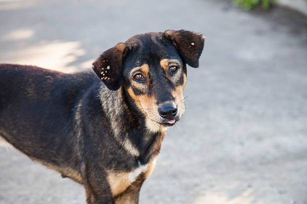 istock Street Dog 502688625