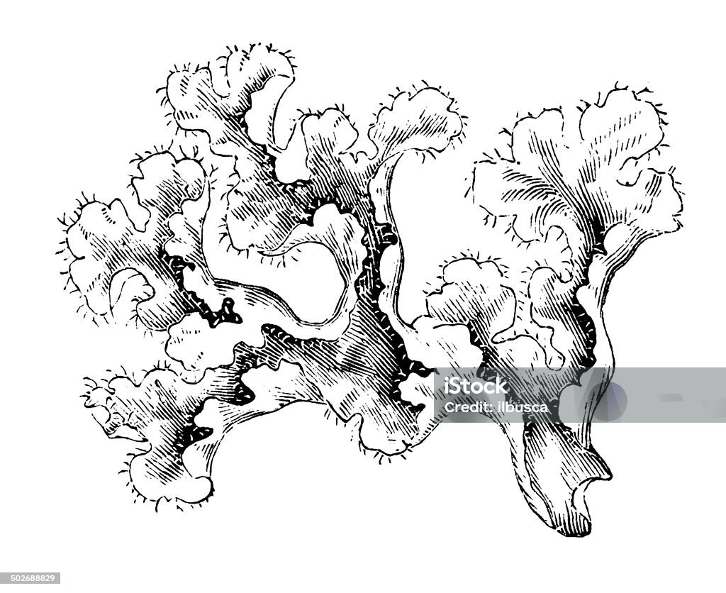 Antique illustration of Iceland moss (Cetraria islandica) Moss stock illustration