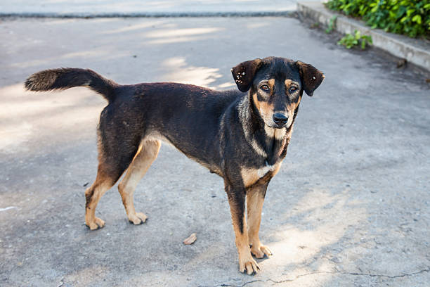 istock Street Dog 502689119