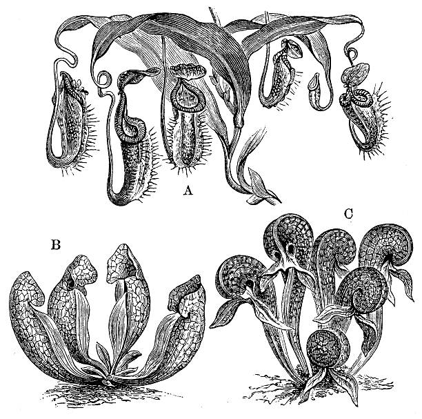 ilustrações de stock, clip art, desenhos animados e ícones de antiguidade ilustração de lançador plantas - cobra engraving antique retro revival