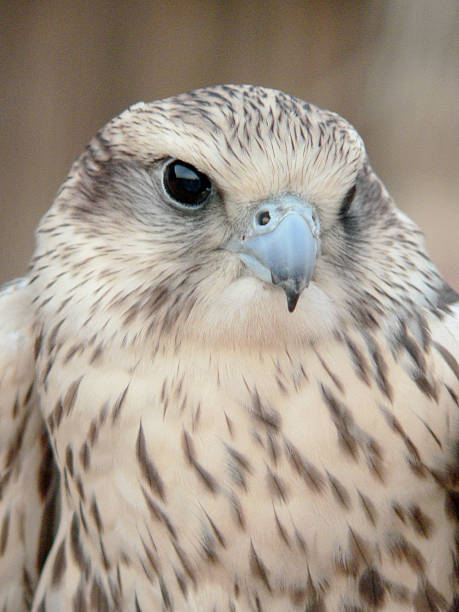 istock Beautiful owl and eyes 502689577