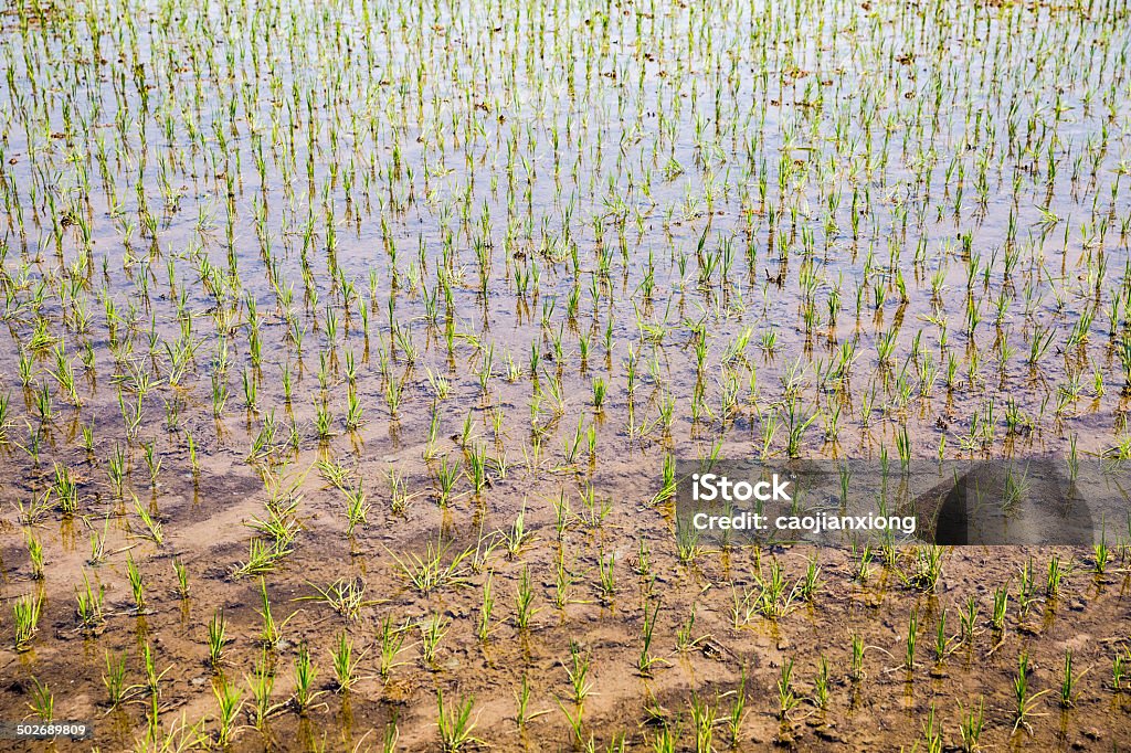 Rice seedling Agriculture Stock Photo