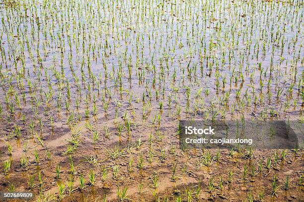 Rice Seedling Stock Photo - Download Image Now - Agriculture, Asia, Campuhan
