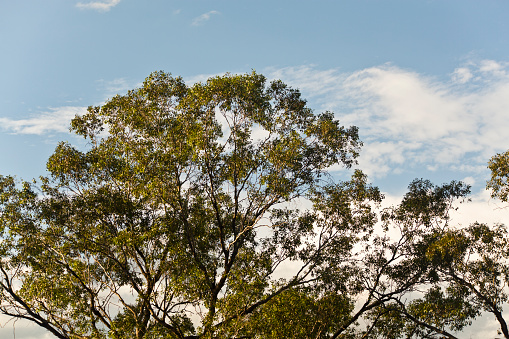 Large eucalyptus trees, also called gum trees, with a beautiful blue sky in background at sunset. 