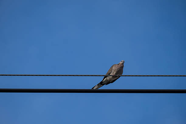 istock Pigeons sit on a wire against the sky 502689839