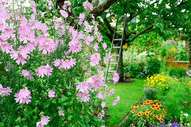 hollyhock flor - holzleiter - fotografias e filmes do acervo