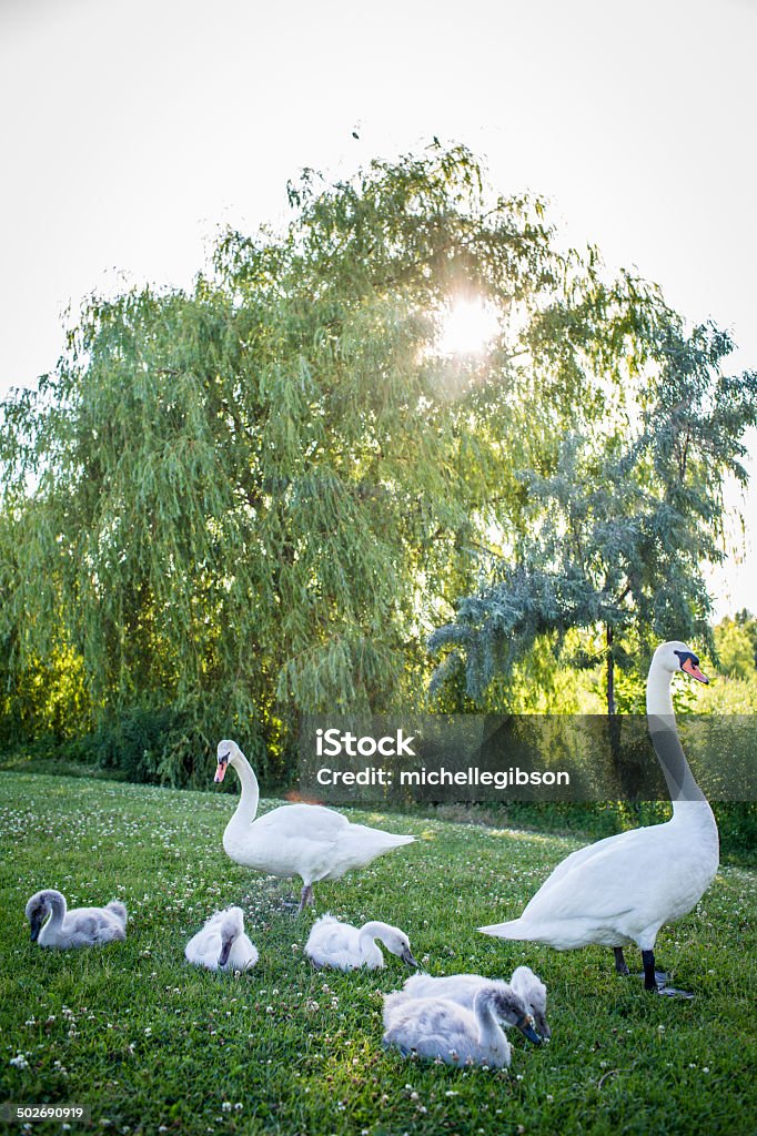 cigni - Foto stock royalty-free di Albero