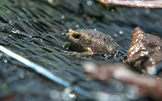 morning frog stock photo