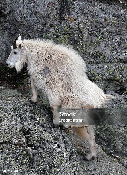 Mountain Goat Climbing Harney Peak Ledges Stock Photo - Download Image Now - 2015, Adult, Animal