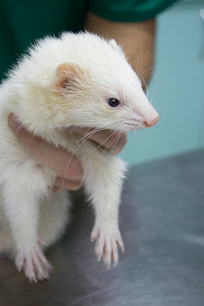 istock Profile of a ferret. 502696148