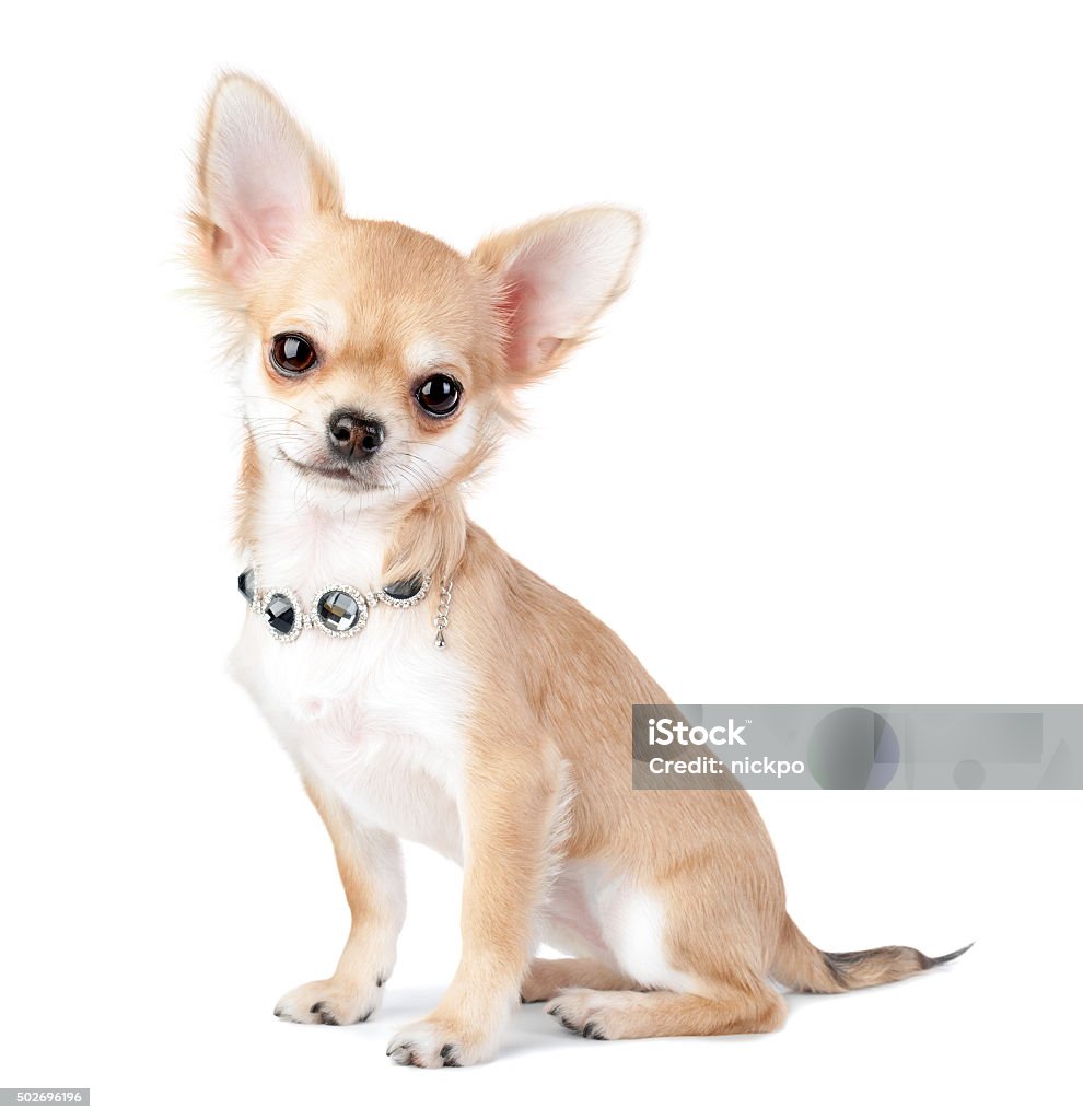 nice chihuahua chiot avec bijoux isolé sur blanc - Photo de Chien libre de droits