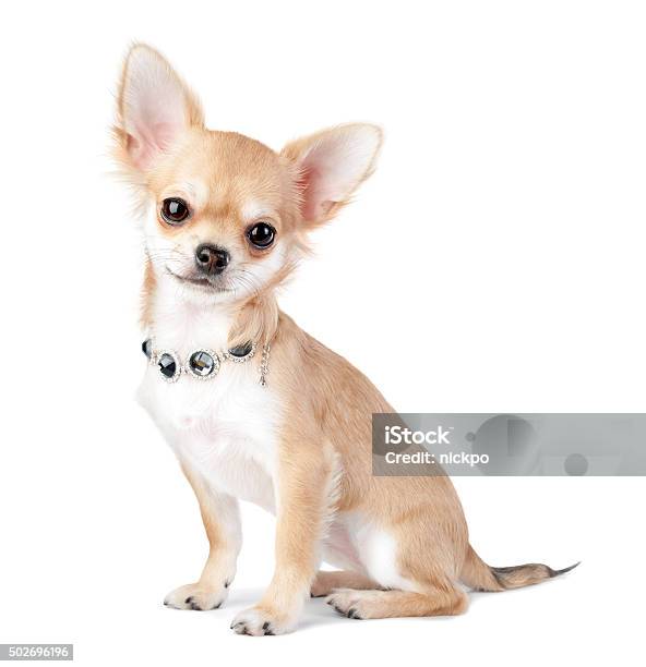 Photo libre de droit de Nice Chihuahua Chiot Avec Bijoux Isolé Sur Blanc banque d'images et plus d'images libres de droit de Chien - Chien, Chihuahua - Chien de race, Luxe