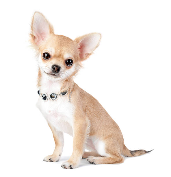 nice chihuahua puppy with jewelry  isolated on white nice chihuahua puppy with jewelry  necklace isolated on white background  chihuahua dog photos stock pictures, royalty-free photos & images