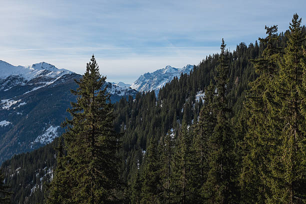 istock Dense forest brings life to the mountainscape 502696442