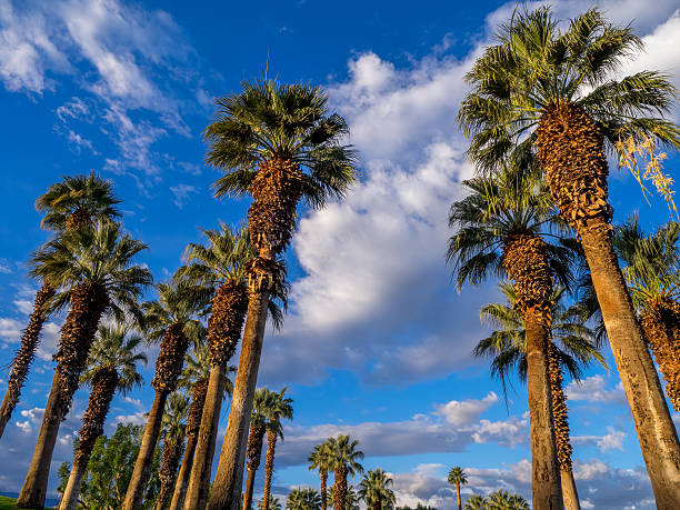 California Palms, Palm Desert golf resort California Palms and the blue sky at a Palm Desert golf resort. palm springs california stock pictures, royalty-free photos & images