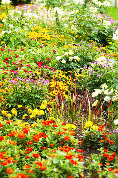 istock Colorful late summer flower bed 502700244