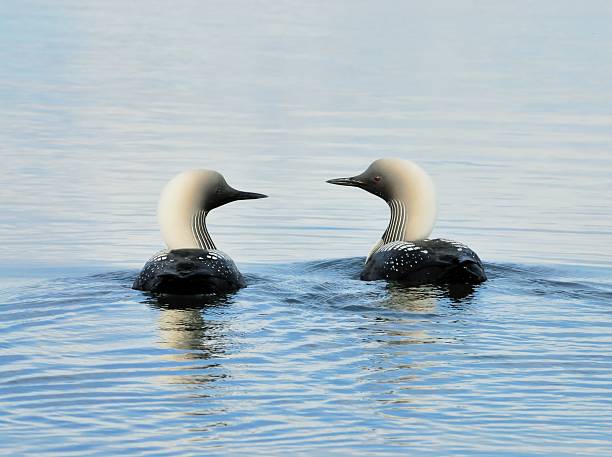 Pacific Loon a pair of Pacific Loons swim in a pond on the north slope of Alaska. arctic loon stock pictures, royalty-free photos & images