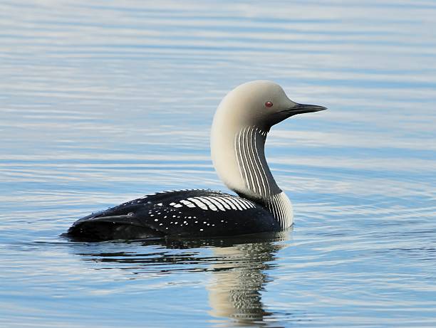 Pacific Loon a Pacific Loon swims in a small pond on the North Slope of Alaska arctic loon stock pictures, royalty-free photos & images
